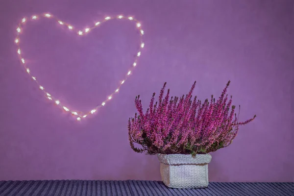 purple heather in white textured pot on purple background and brights hearts of lights