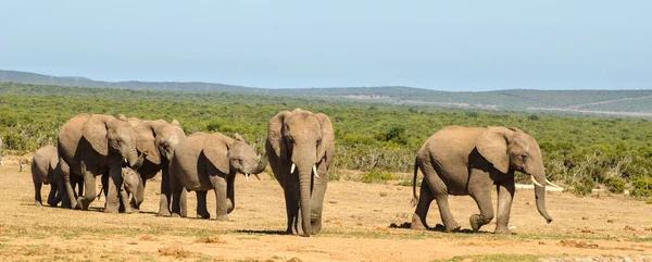 Herd of elephants Addo elephants park, South Africa - Stock Image ...