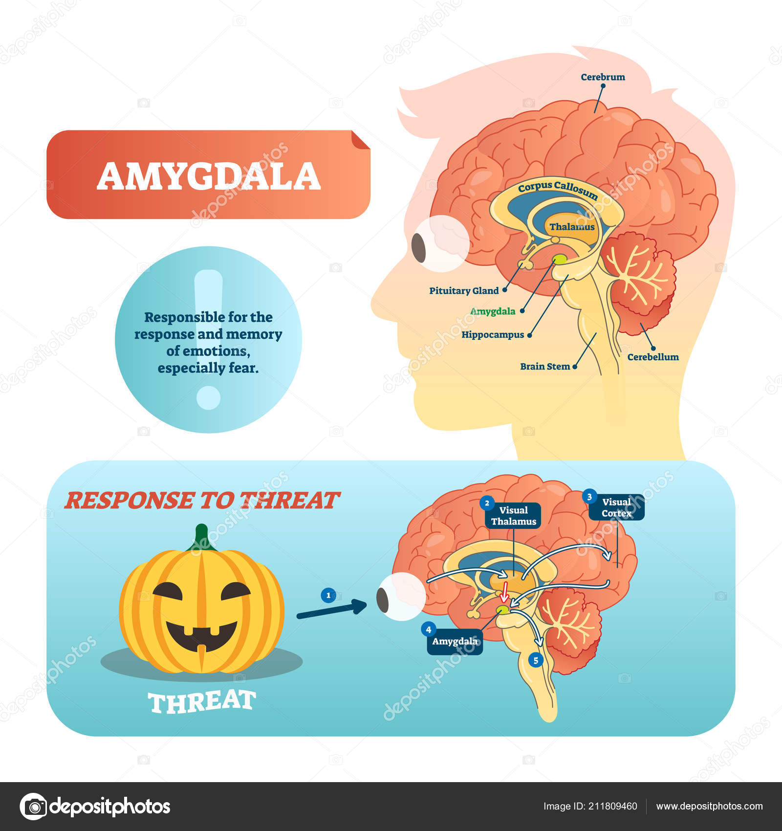 Amygdala Medical Labeled Vector Illustration Diagram Neuromuscular ...