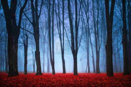 Foto de Hermoso bosque místico en la niebla azul en otoño. Paisaje colorido con árboles encantados con hojas rojas. Bosque nublado de ensueño. Fondo de naturaleza - Imagen libre de derechos