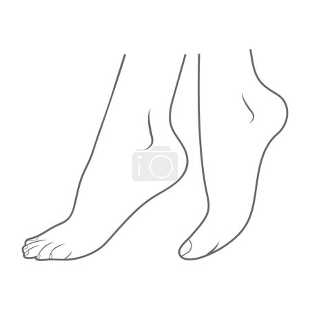 Illustration for Feet - Lateral View Outside Isolated On A White Background. Vector Illustration. Orthopedics, Organs Concept. - Royalty Free Image