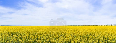 Foto de Concepto panorámico de flores silvestres amarillas y florecientes contra el cielo con nubes - Imagen libre de derechos