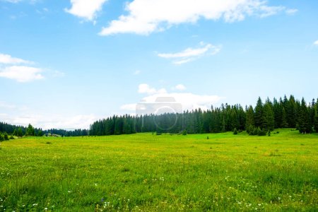 Foto de Valle verde con árboles y cielo nublado en el macizo de Durmitor, Montenegro - Imagen libre de derechos