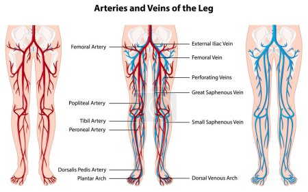 Illustration for Arteries and veins of the leg illustration - Royalty Free Image