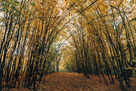 Foto de Camino con hojas doradas caídas en el bosque otoñal - Imagen libre de derechos