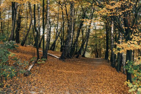 Foto de Hojas caídas en camino en bosque otoñal - Imagen libre de derechos