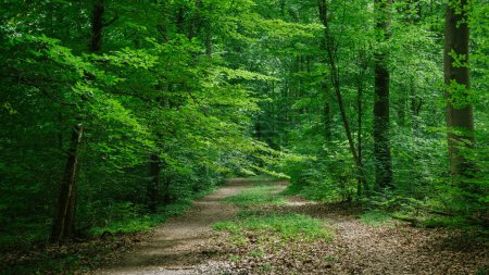 Foto de Camino en verde hermoso bosque en Wurzburg, Alemania - Imagen libre de derechos