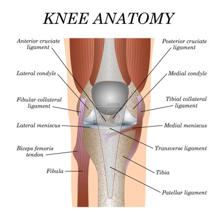 Illustration for Anatomy of the knee joint front view, template for training a medical surgical poster, traumatology page. Vector illustration. - Royalty Free Image