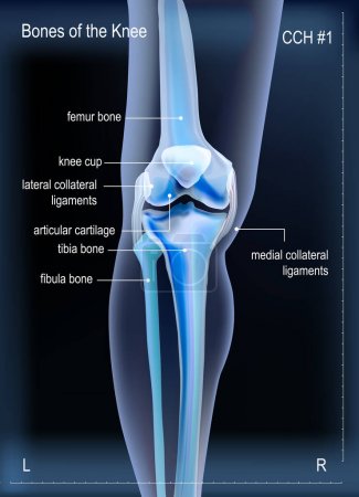 Illustration for Blue vertical realistic x ray of skeleton bones of knee skeleton of human leg. Anatomy of joints with names of bones. For advertising or medical publications. Illustration stock vector. - Royalty Free Image