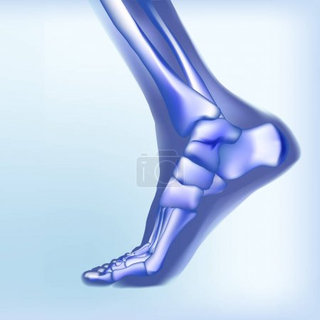 Illustration for Light blue visualization of bones of foot. Anatomy of joints, human leg realistic transparente skeleton. Medial aspect view. For advertising or medical orthopedic web sites. Vector illustration stock - Royalty Free Image