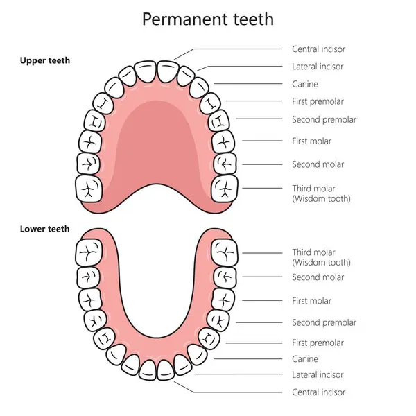 Diagrama dentes Stock Photos, Royalty Free Diagrama dentes Images ...