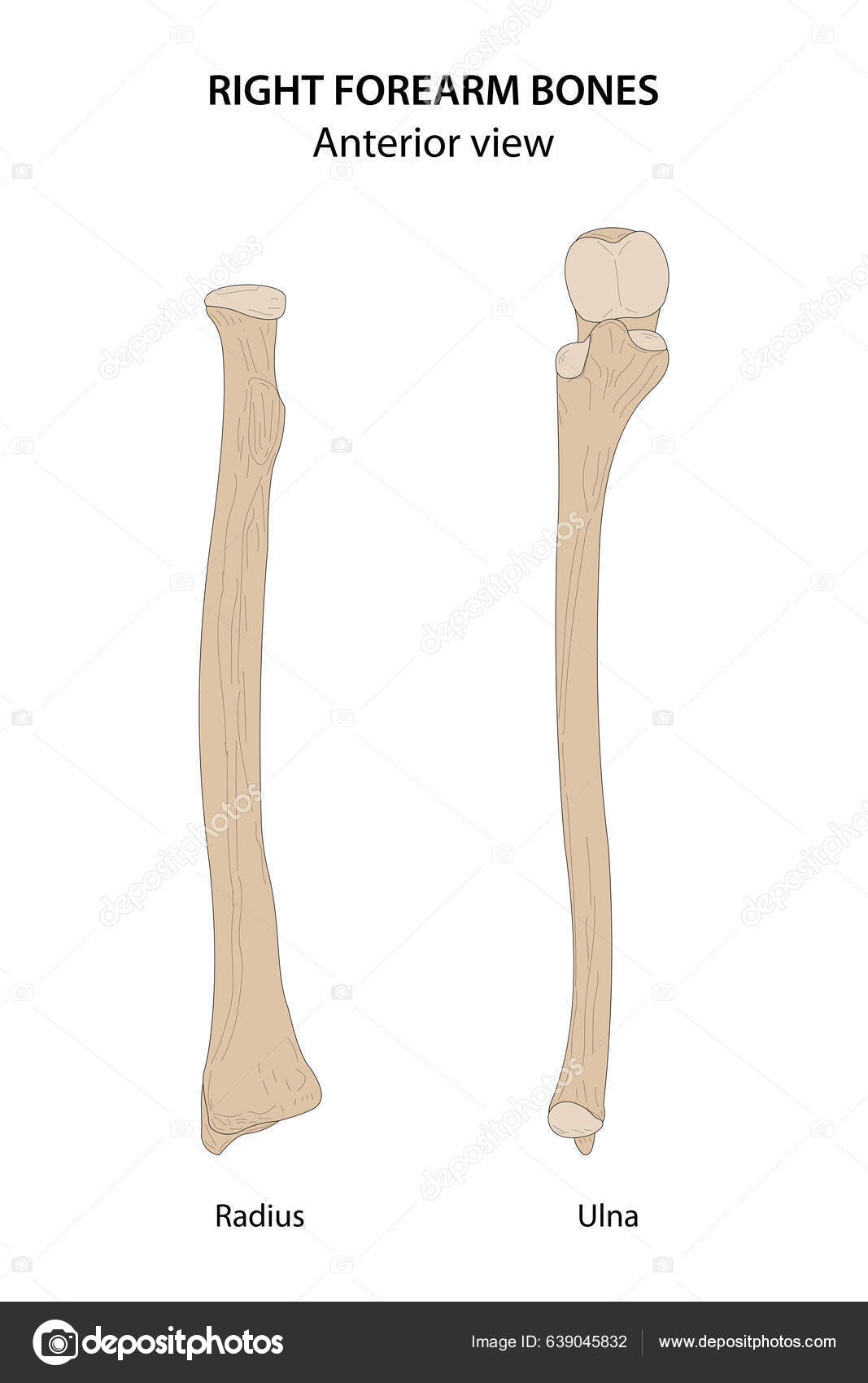 Right Forearm Bones Radius Ulna Anterior View Stock Vector by ...