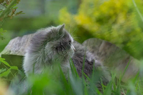 Safe space for cat walks concept photo. Creating a safe garden for walking pets.