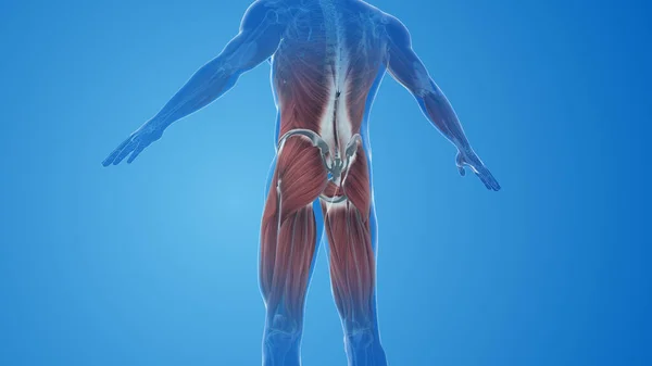 Gluteus Maximus Muscles pain and injury