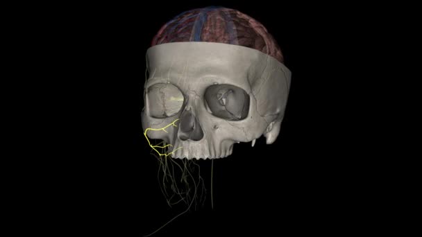 Zygomatic Branches Facial Nerve Malar Branches Nerves Face Stock Video ...