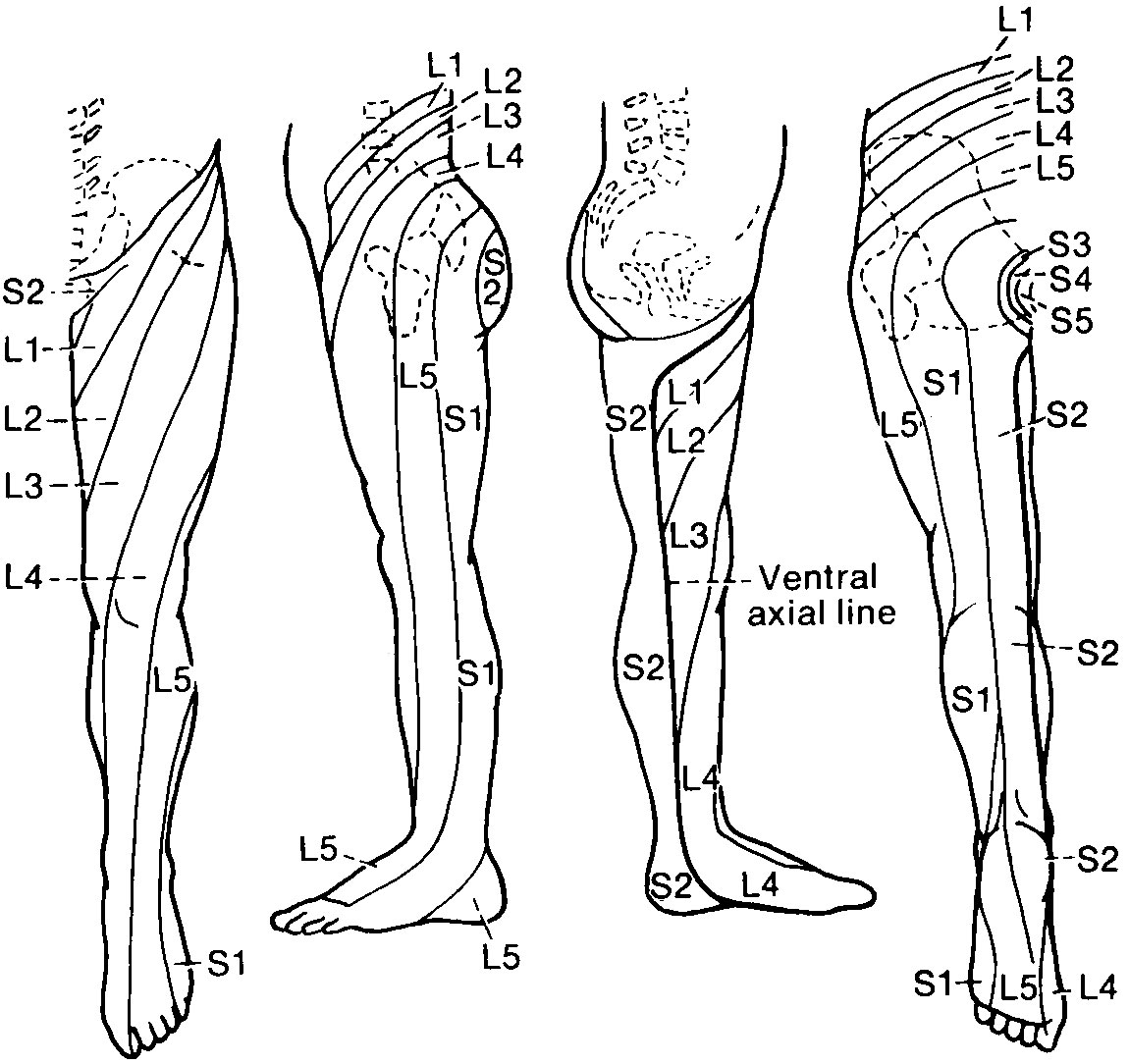 Lower Leg Dermatome Chart - Minga