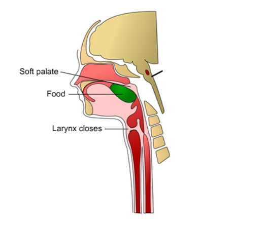 Digestive System Epiglottis