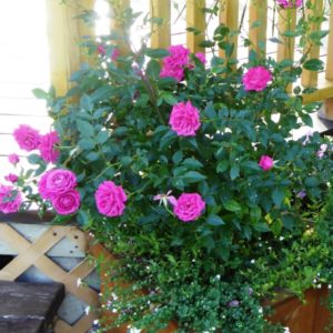 Rose 'Winsome' by Gazebo