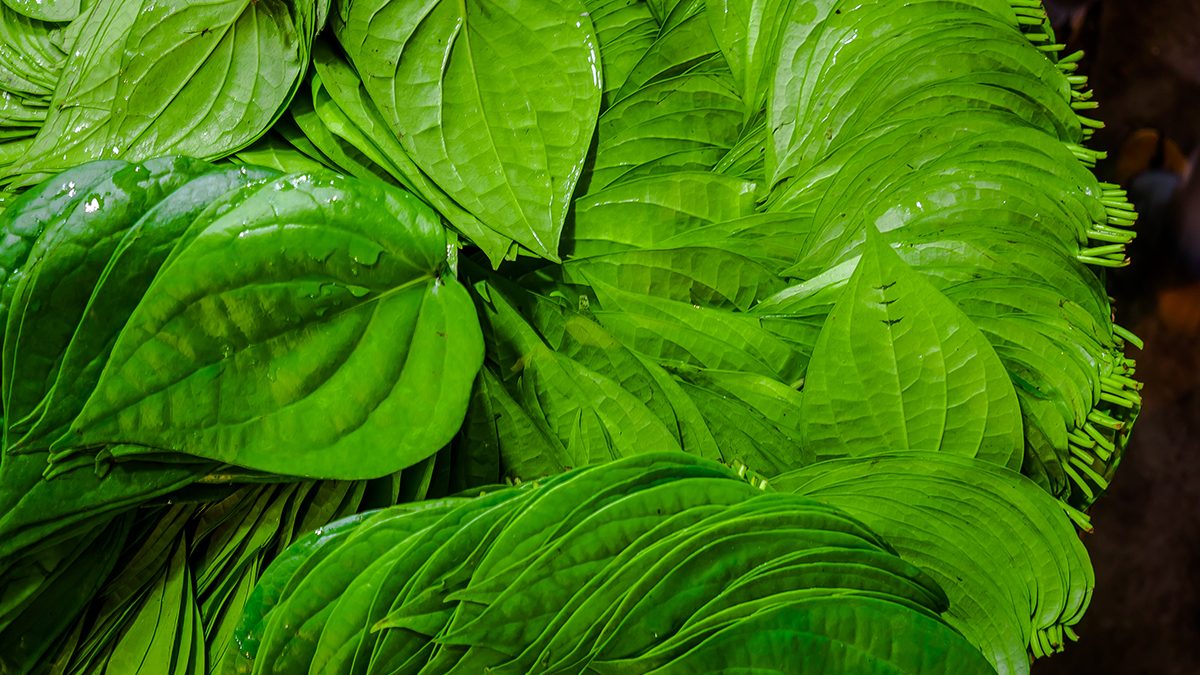 Fresh Betel Leaves 1 Piece (Supari Pan/Vetrilai/Thamalapaku)