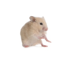 Photo of Adorable Syrian hamster on white background. Small pet