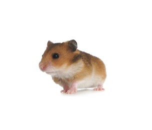 Photo of Adorable Syrian hamster on white background. Small pet