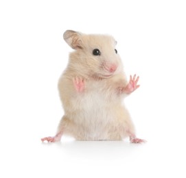 Photo of Adorable Syrian hamster on white background. Small pet