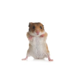 Photo of Adorable Syrian hamster on white background. Small pet