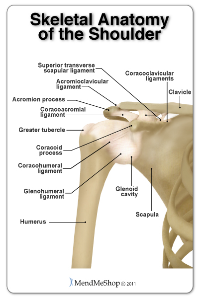 Anatomy of the Rotator Cuff