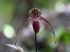 Paphiopedilum de Rothschild, Orchid�e� d'or de Kinabalu, Paphiopedilum rothschildianum