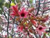 Kurrajong blanc, Sterculie, Arbre-bouteille bicolore, Lacebark, Brachychiton discolor