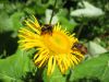 Grande aun�e, Aun�e officinale, Inula helenium