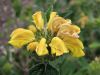 Sauge de J�rusalem � feuilles vertes, Phlomis visqueux, Phlomis viscosa