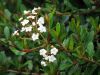 Viorne de Walter, Vorne � petites feuilles, Viburnum obovatum