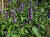 Agastache fenouil, Grande hysope, Hysope anis�e, Agastache foeniculum