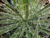 Agave de L�opold, Agave x leopoldii