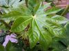 Faux-ricin, Aralia du Japon, Fatsia japonica 