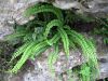 Fausse capilaire, Doradille, Asplenium trichomanes