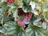 B�gonia �Silver Splendor�, Begonia x �Silver Splendor�