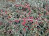 Coton�aster, Cotoneaster