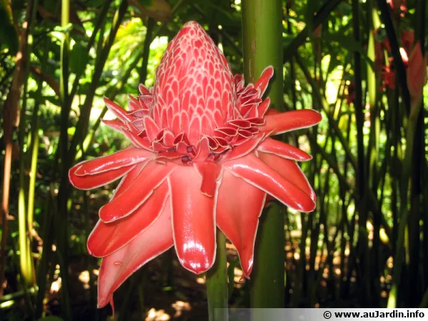 Rose de porcelaine, <i>Etlingera eliator</i>