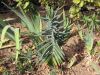 Euphorbe � taupes, Euphorbe des jardins, Euphorbe �purge, Euphorbia lathyris