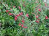 Galv�zia, Muflier de Bush Island, Galvezia speciosa