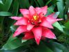 Guzmania