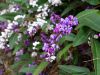 Glycine australienne, Salsepareille Australienne, Hardenbergie violac�e, Hardenbergia violacea