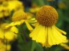 H�l�nie d'automne Tijuana Brass, Helenium autumnale 'Tijuana Brass'