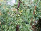 Gen�vrier commun, Geni�vre, Juniperus communis