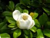 Magnolia d'�t�, Magnolia � grandes fleurs, Magnolia grandiflora