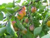 Mirabellier, Prunier � mirabelles, Prunus domestica ssp. syriaca