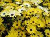 Marguerite du Cap, Souci pluvial, Dimorphot�ca, Osteospermum