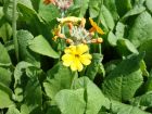 Primev�re cand�labre orange, Primev�re de Bulley, Primula bulleyana